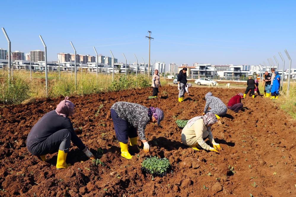Diyarbakır’da kadınlar kışlık sebzeleri toprakla buluşturdu