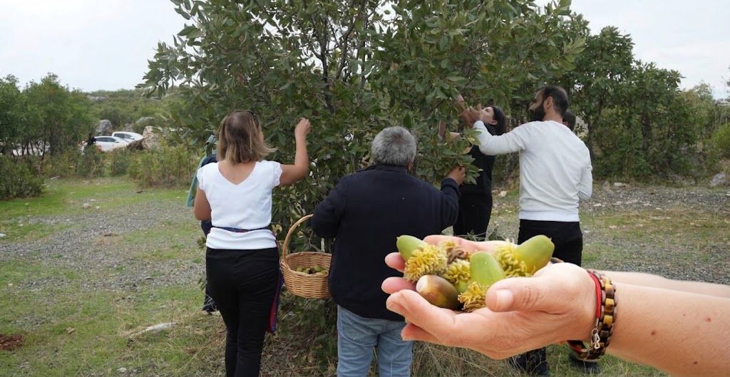 Diyarbakır’da meşe ağaçları için hazırlık başladı