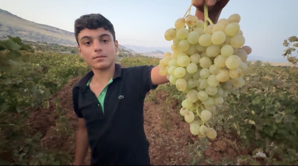 Üzüm-5